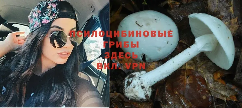 Псилоцибиновые грибы Psilocybine cubensis  даркнет сайт  Бобров 